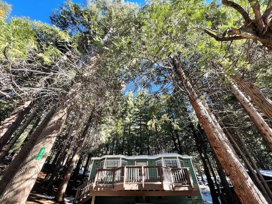 Cedar Oasis - Home Base To Big Trees Arnold Buitenkant foto